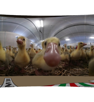 Goose factory VR Video