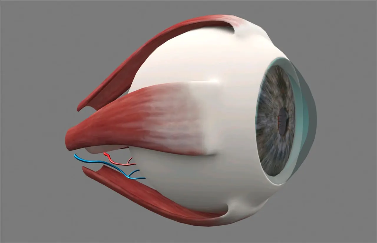 A cutaway 3D model of the eye with muscles and fundus